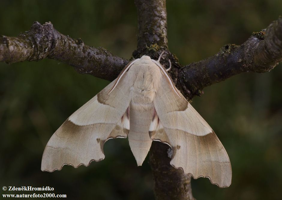 lišaj dubový, Marumba quercus (Motýli, Lepidoptera)